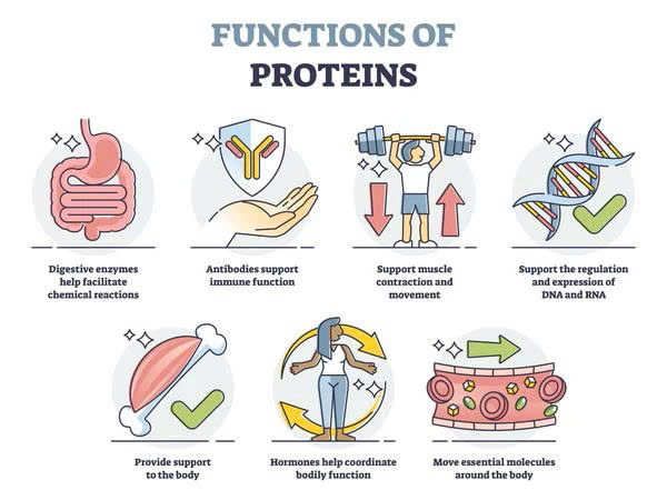 Protein và vai trò trong ứng phó bệnh mạn tính