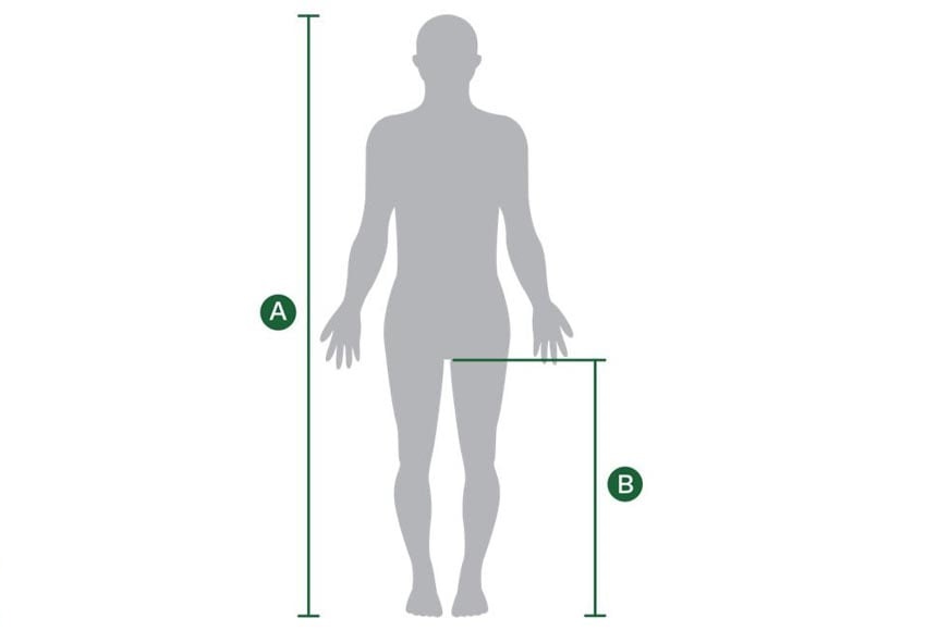Xác định chiều cao cơ thể và chiều dài chân trong